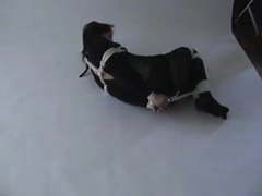 DustyPorn presents: Hogtied in catsuit